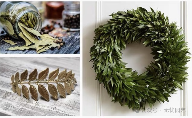 诗人的桂冠独特的香料植物—地中海月桂