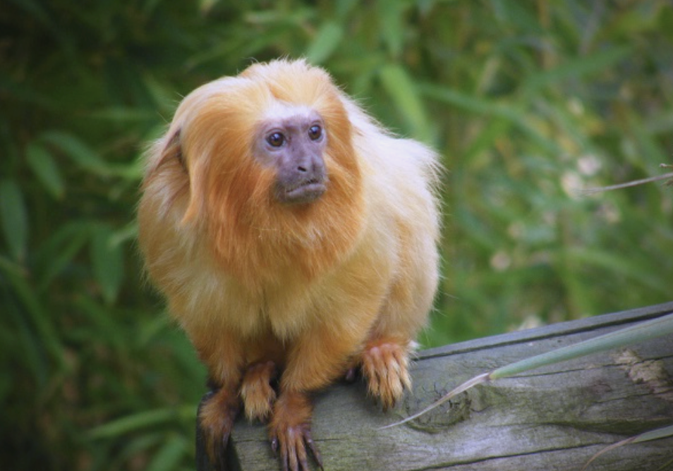 金狮面狨:从外形到保护现状的全面解读