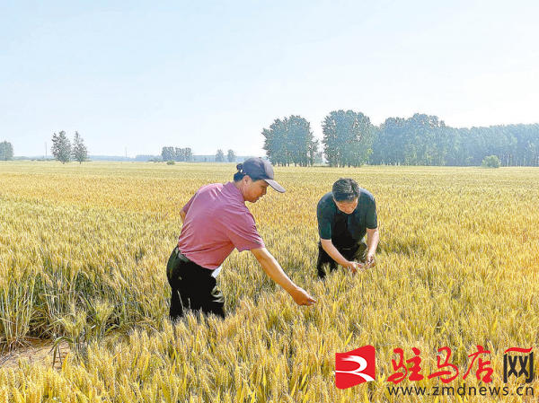 新蔡縣氣象局 開展田間調查 做好小麥灌漿期服務