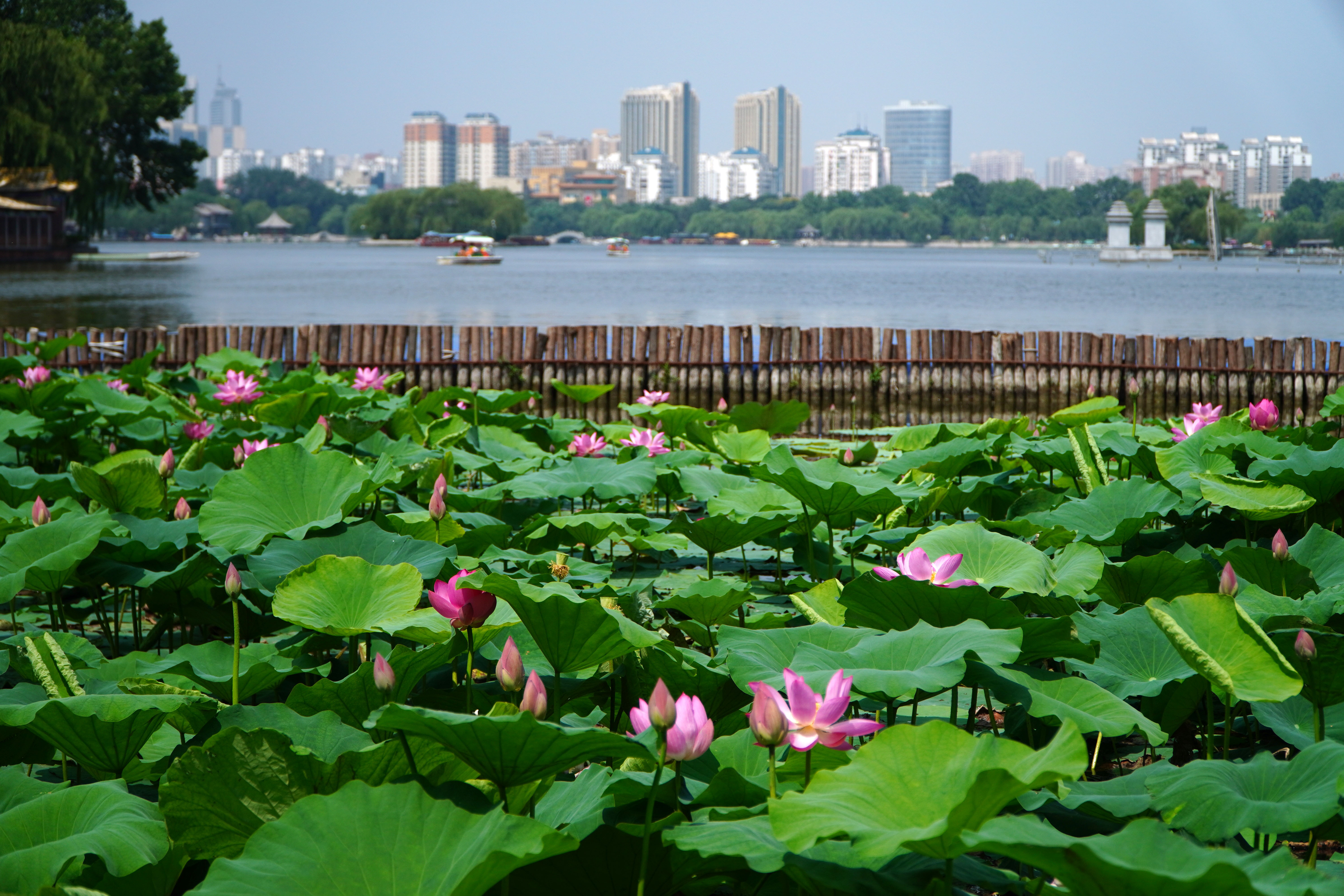 (环境)济南大明湖:夏日荷花始盛开