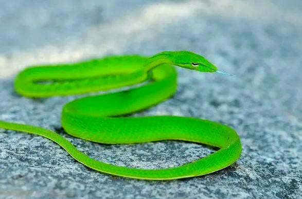 多种青蛇品种介绍及图片分享