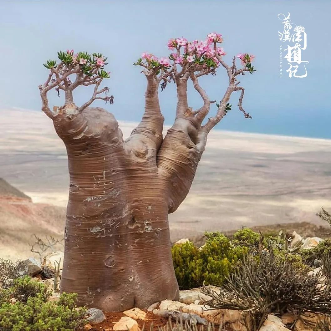 荒漠守护者-沙漠玫瑰adenium socotranum