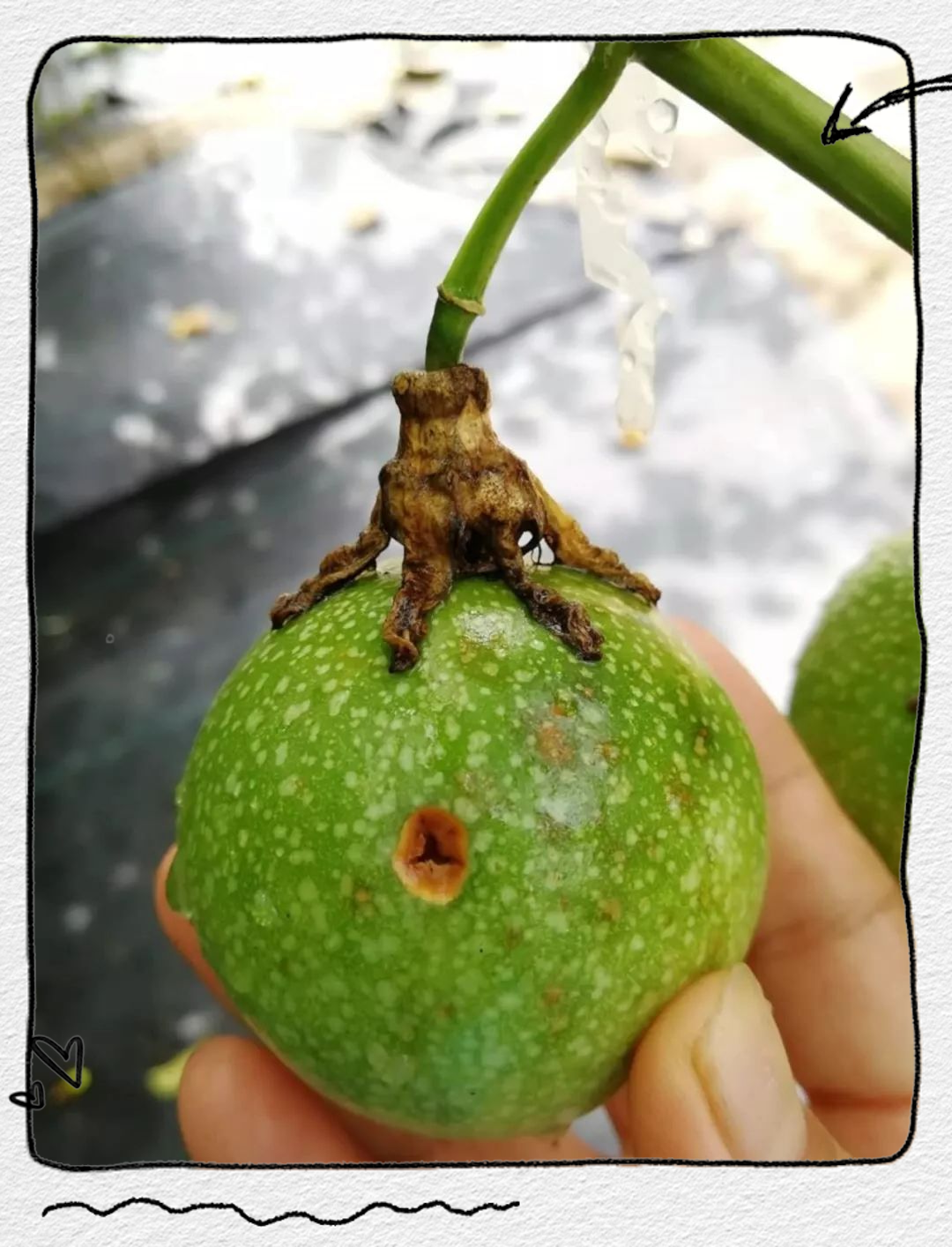 百香果常见病害及科学防治策略