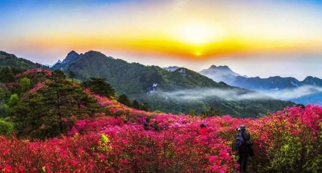 麻城龟峰山的杜鹃盛景,值得期待!