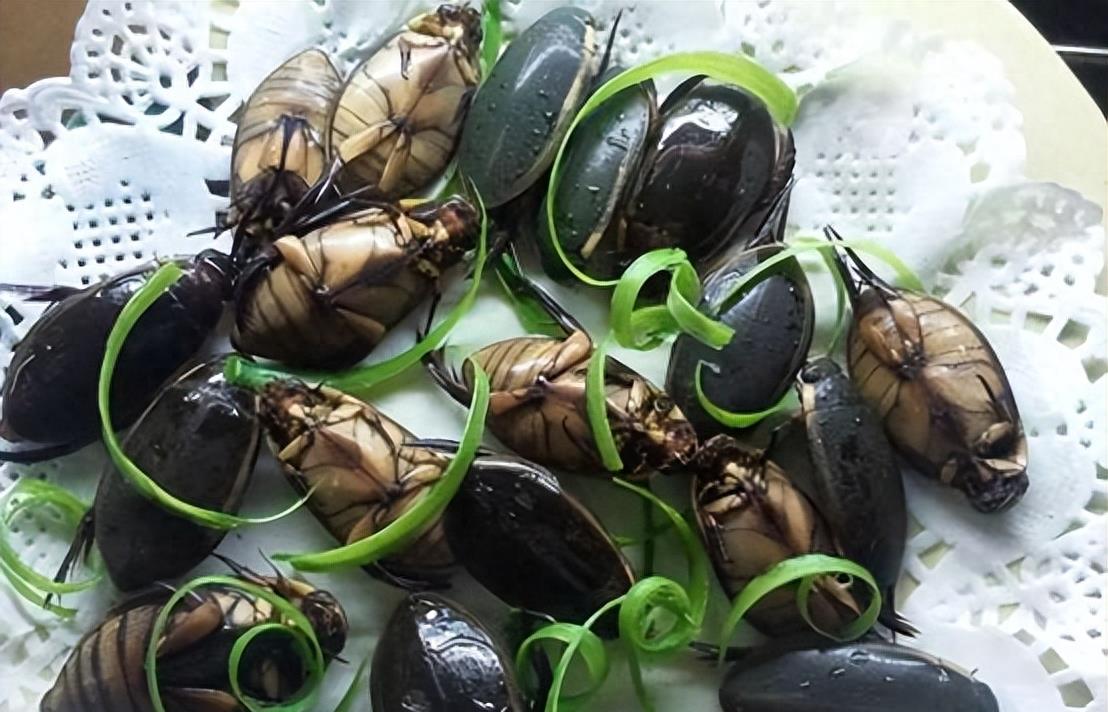 一虫难求!广东水蟑螂400一斤,外地人看反胃,为何广东人爱吃?