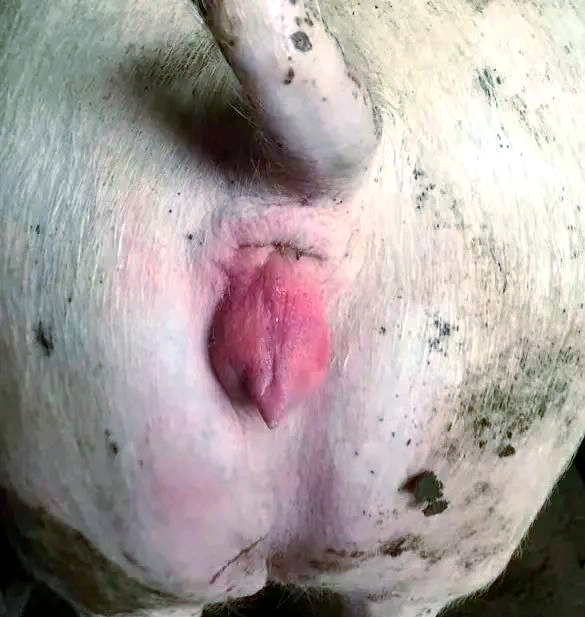 如何有效管理后备母猪,并做好记录?