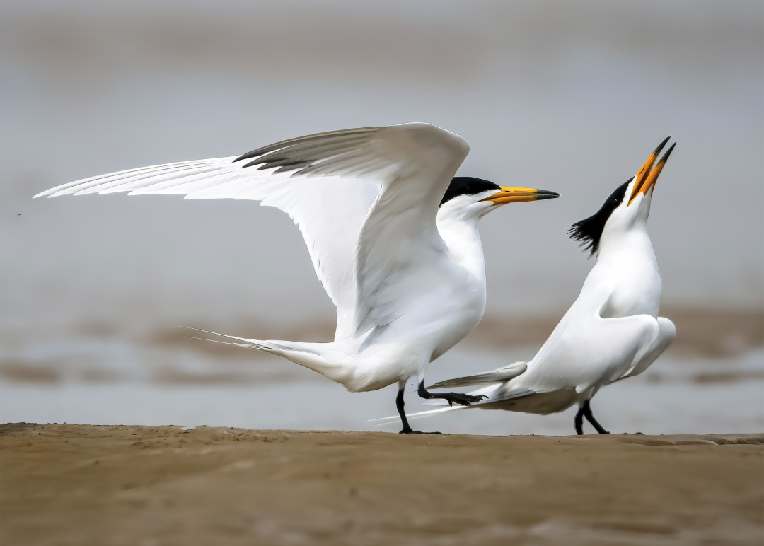 投入超9亿元保护它,福建花大心思了!