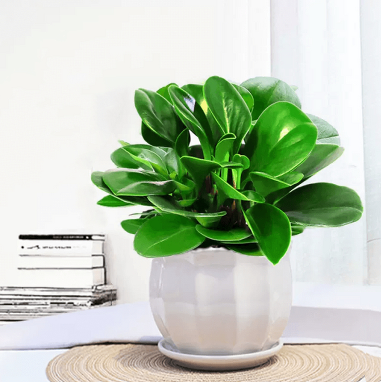 豆瓣绿是一种观赏和净化空气的室内植物,需要充足阳光,适宜温度,适量