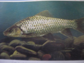 黑脊倒刺鲃苗种培育技术探(2)