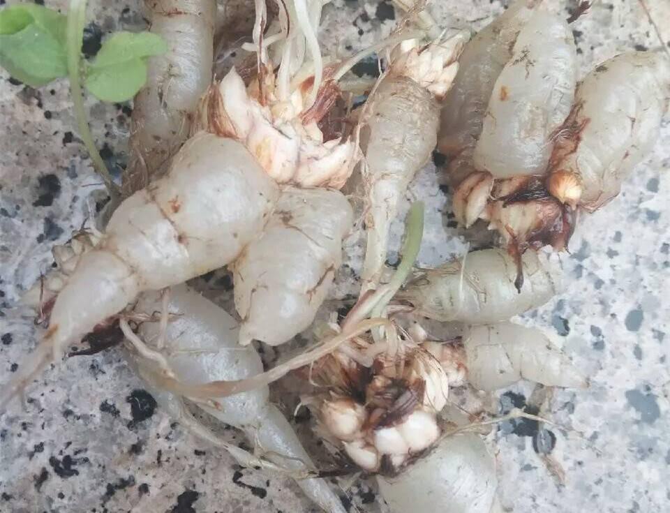 农村常见酢浆草价值珍贵,根是天然零食,花可作盆栽,全株可药用