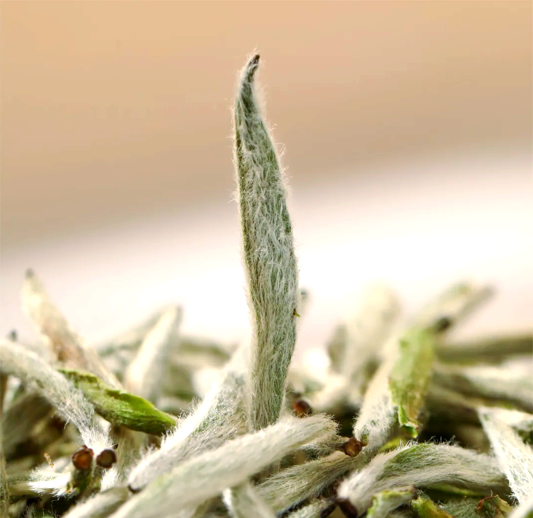 白茶的多样甜感:探索其独特魅力