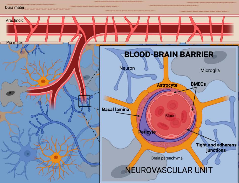 血腦屏障在神經元功能和損傷中的新作用