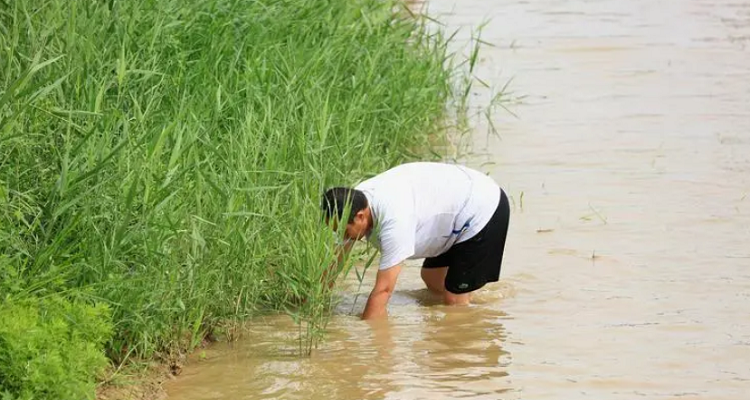 趟浑水还是蹚浑水哪个正确