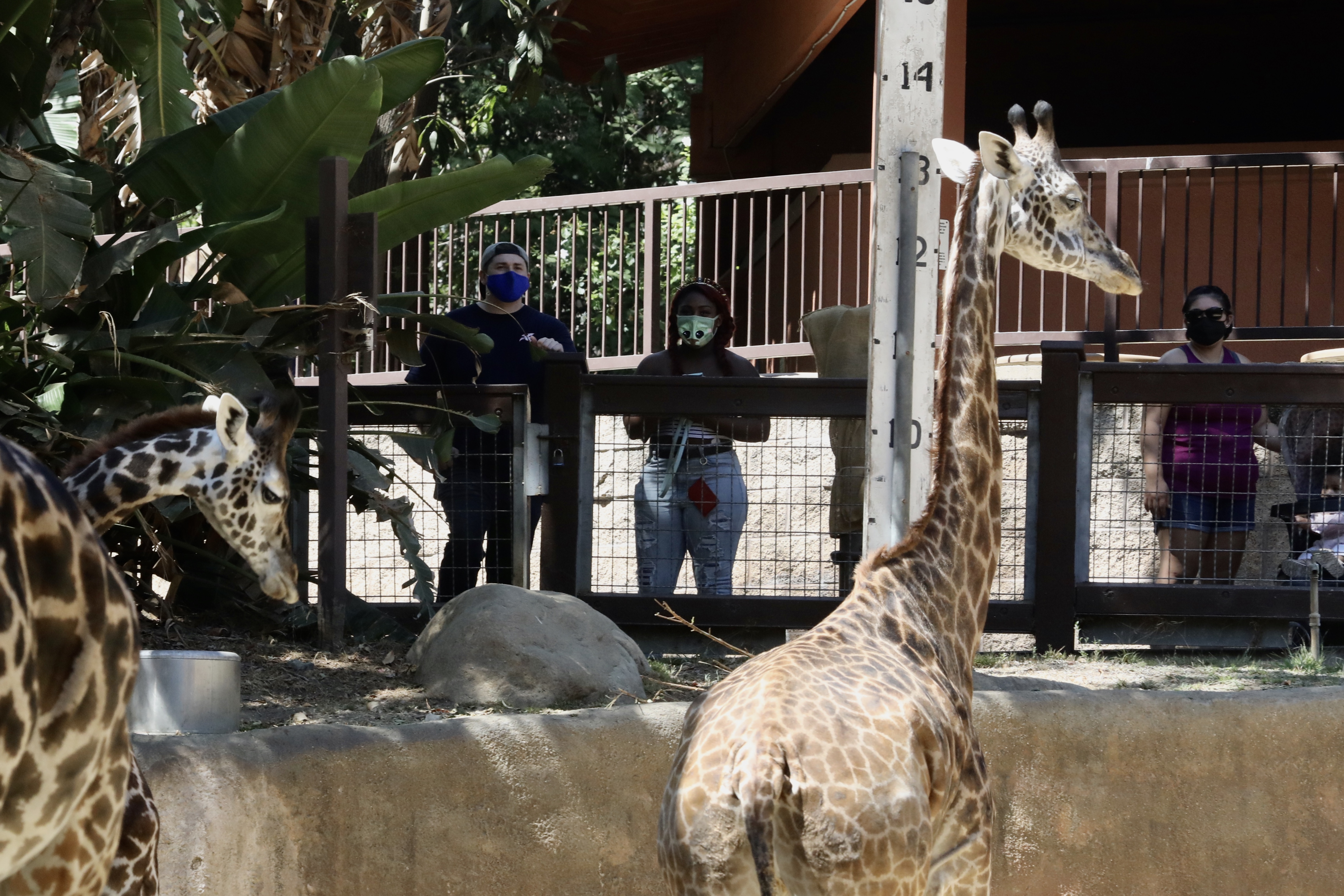 美國洛杉磯動物園重新對公眾開放