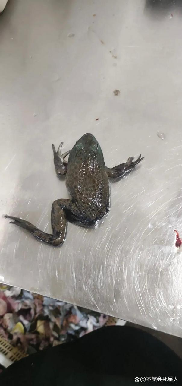 是谁说三条腿的蛤蟆不好找,来看看…[三哈][三哈]