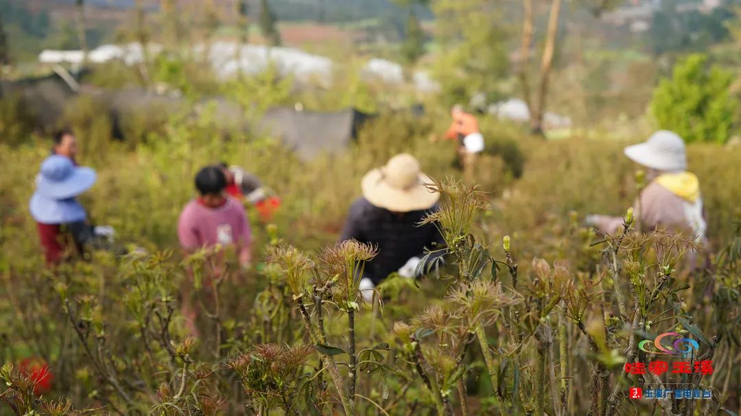 在玉溪,有一种美味叫梁王茶尖