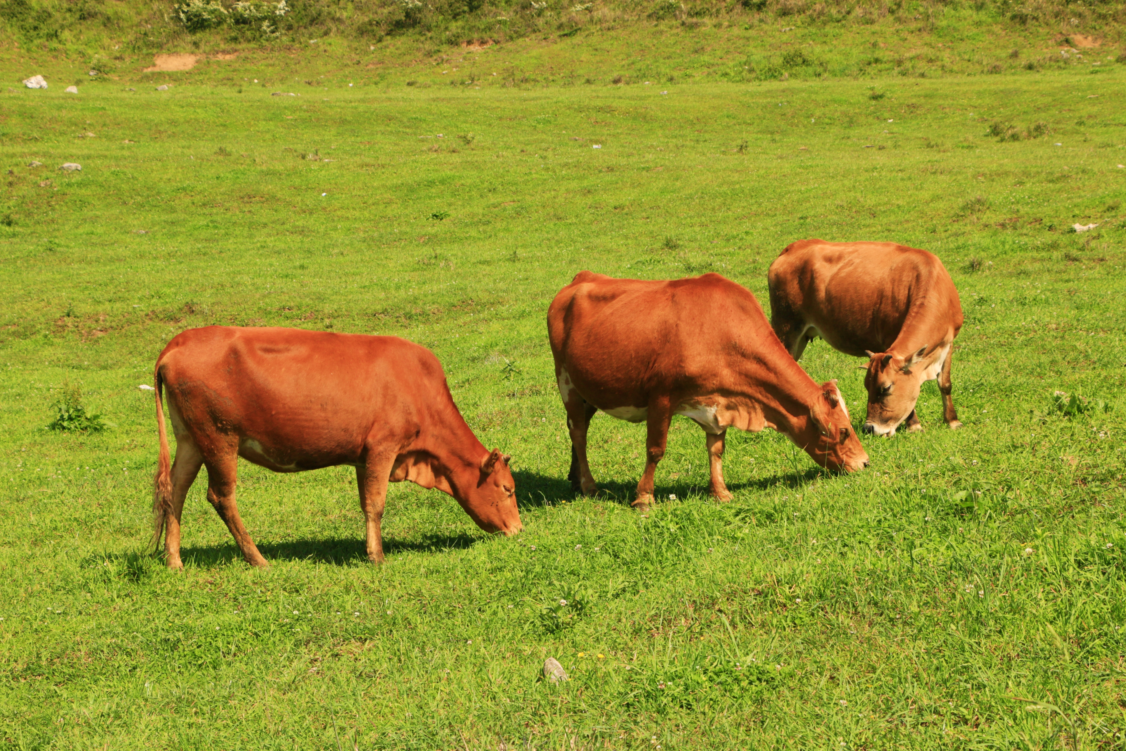 边城游记之贵州松桃黔东草海