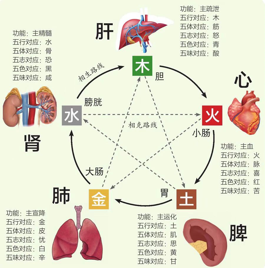 老中医教你读懂肝与五脏的关系