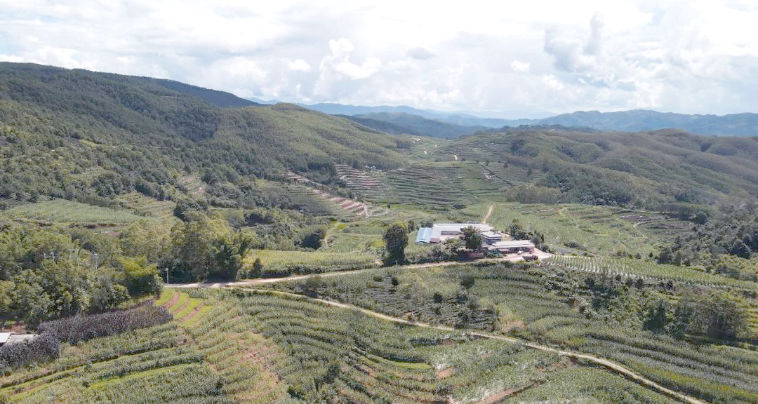 澜沧县酒井乡的甘蔗产业蓬勃发展,乡村振兴势头强劲!