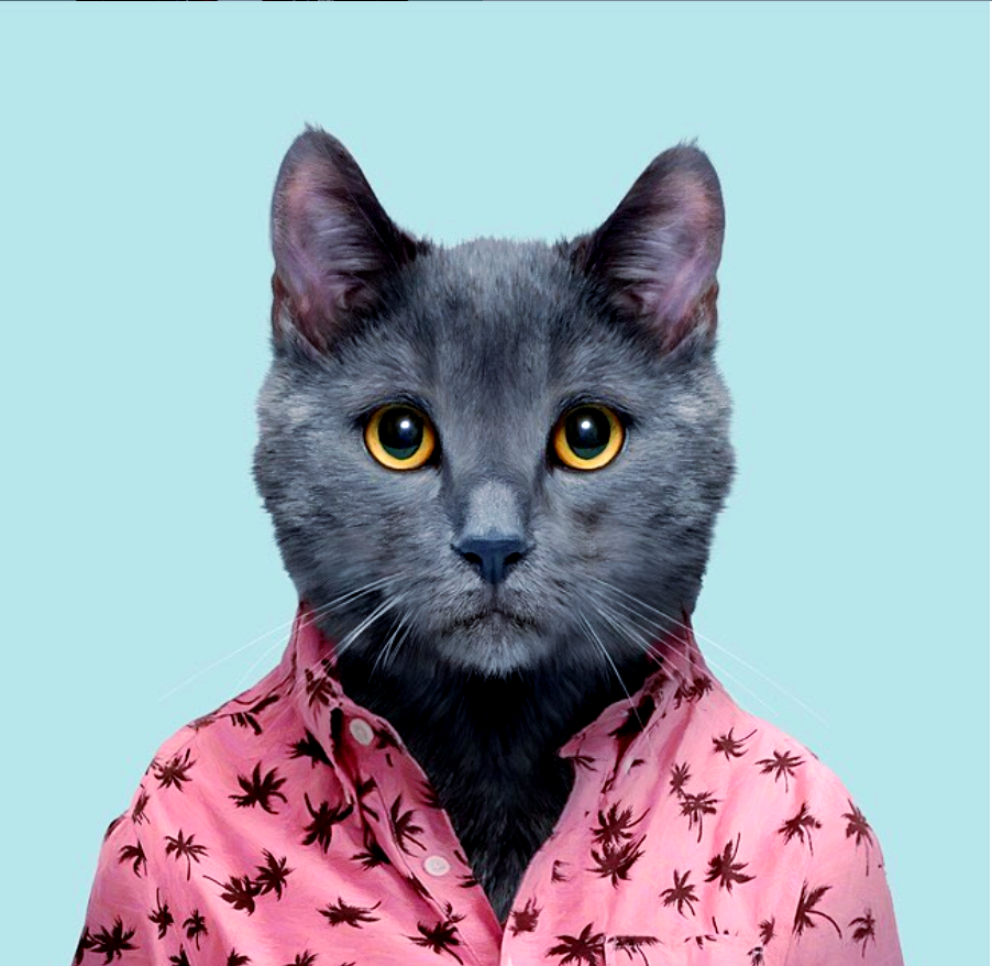 动物肖像走红,这些"衣冠禽兽"有哪些趣味瞬间