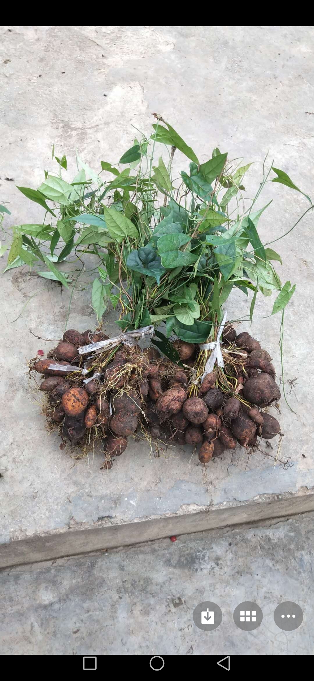 这是金果榄苗,及金果榄地下块茎 这是金果榄生长到第三年的丰收景象