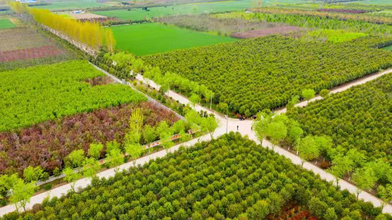 花卉苗圃基地设计图