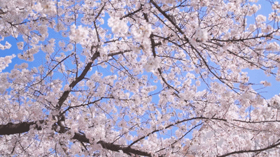三千旅居·春天的生活方式是在樱花树下发呆