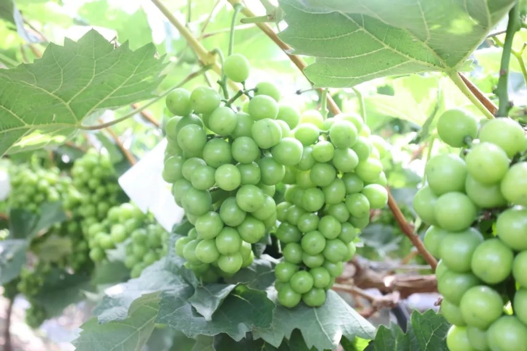 葡萄飘香!金山这里的中晚熟葡萄即将上市!