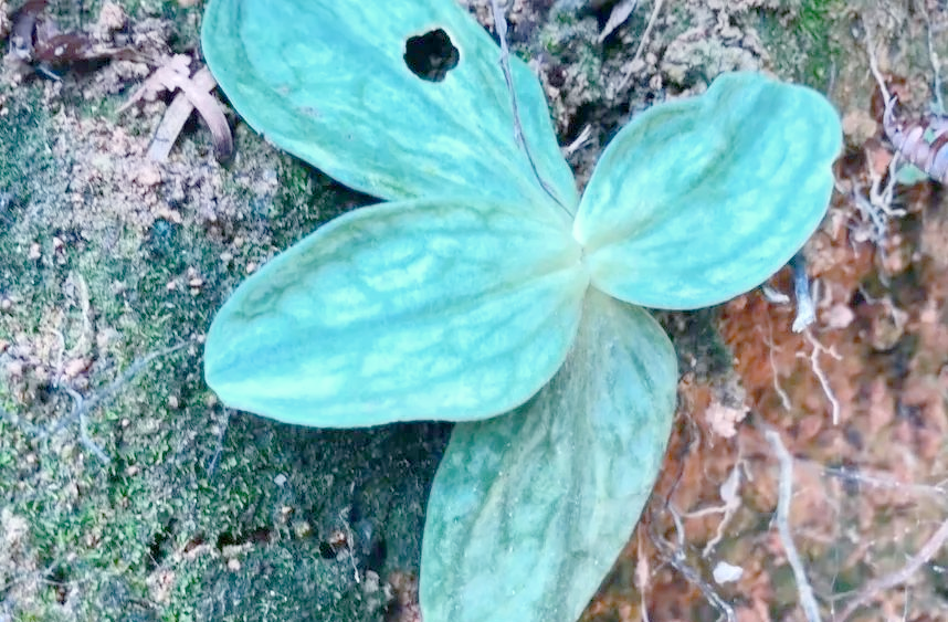 蜡黄双蝴蝶:从生态明珠到传统草药