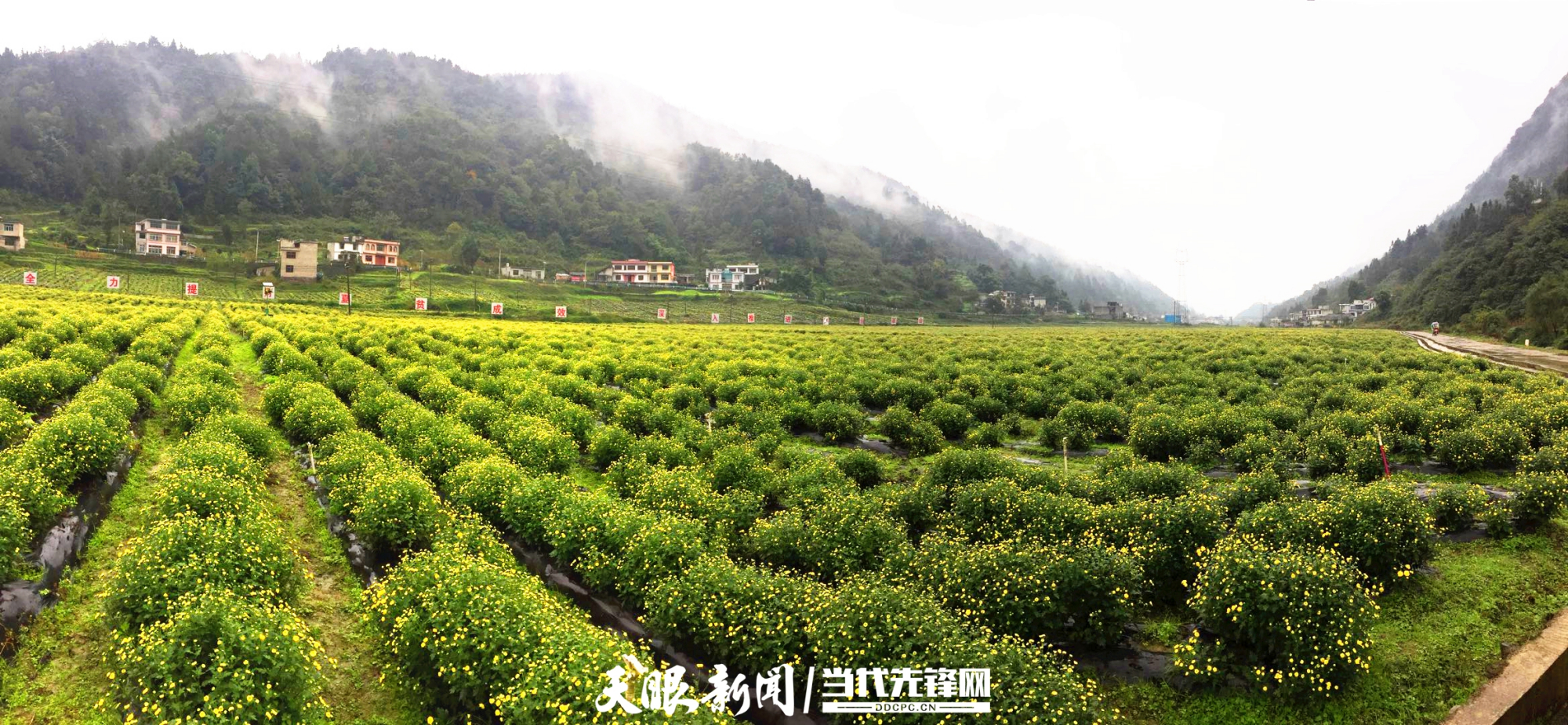 金丝皇菊功效与禁忌是什么