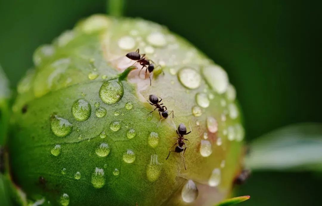 下雨天蚂蚁搬家图片