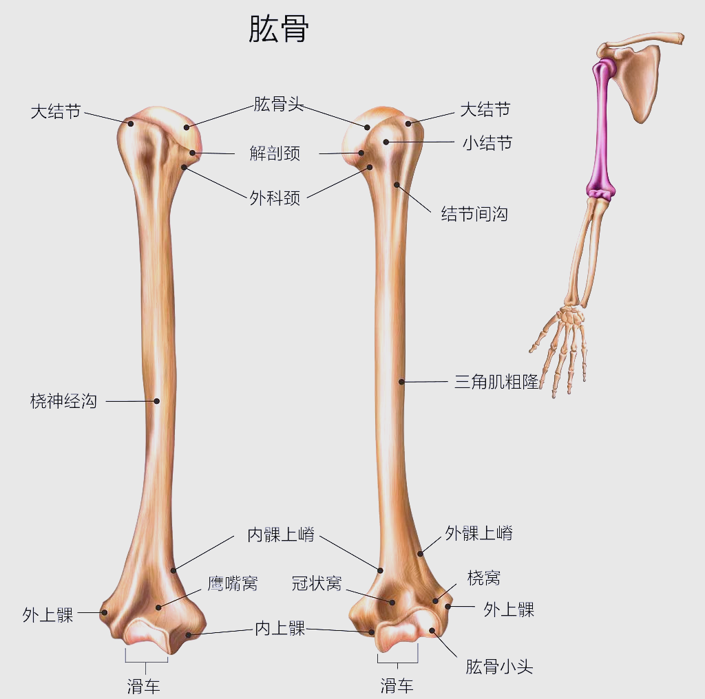 肱骨触诊详解:快速掌握关键标志与解剖研究