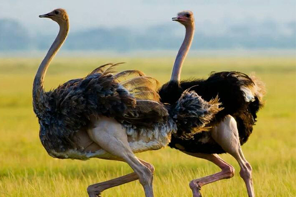 鸵鸟吃什么食物为主