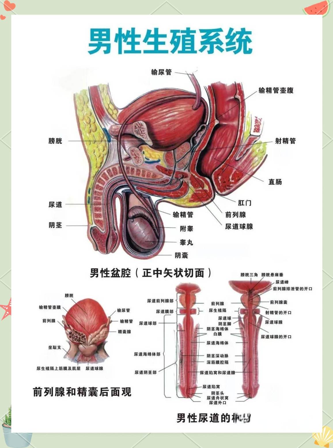 男性生殖器知识全解析:了解自身,关爱健康