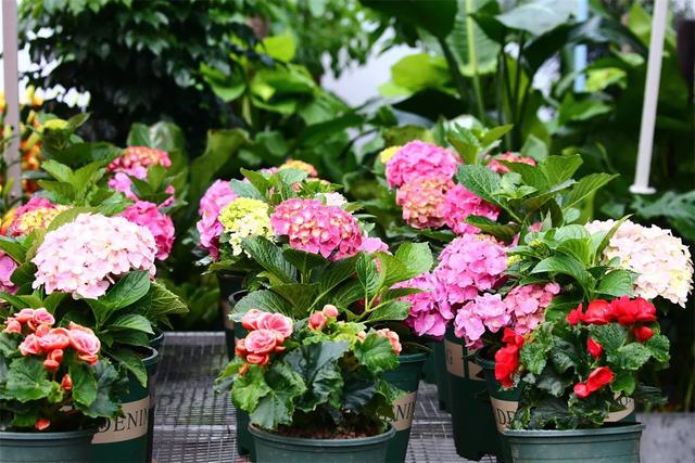 你好端阳花市,阔别三年重新开幕