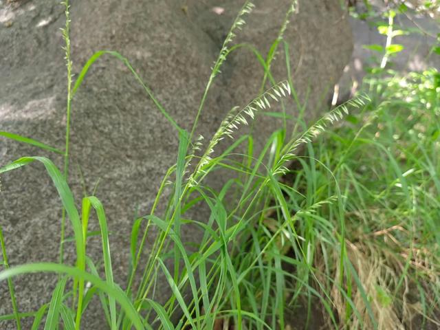臭草是禾本科臭草属多年生草本植物,茎秆纤细但能挺立生长,小穗绿色