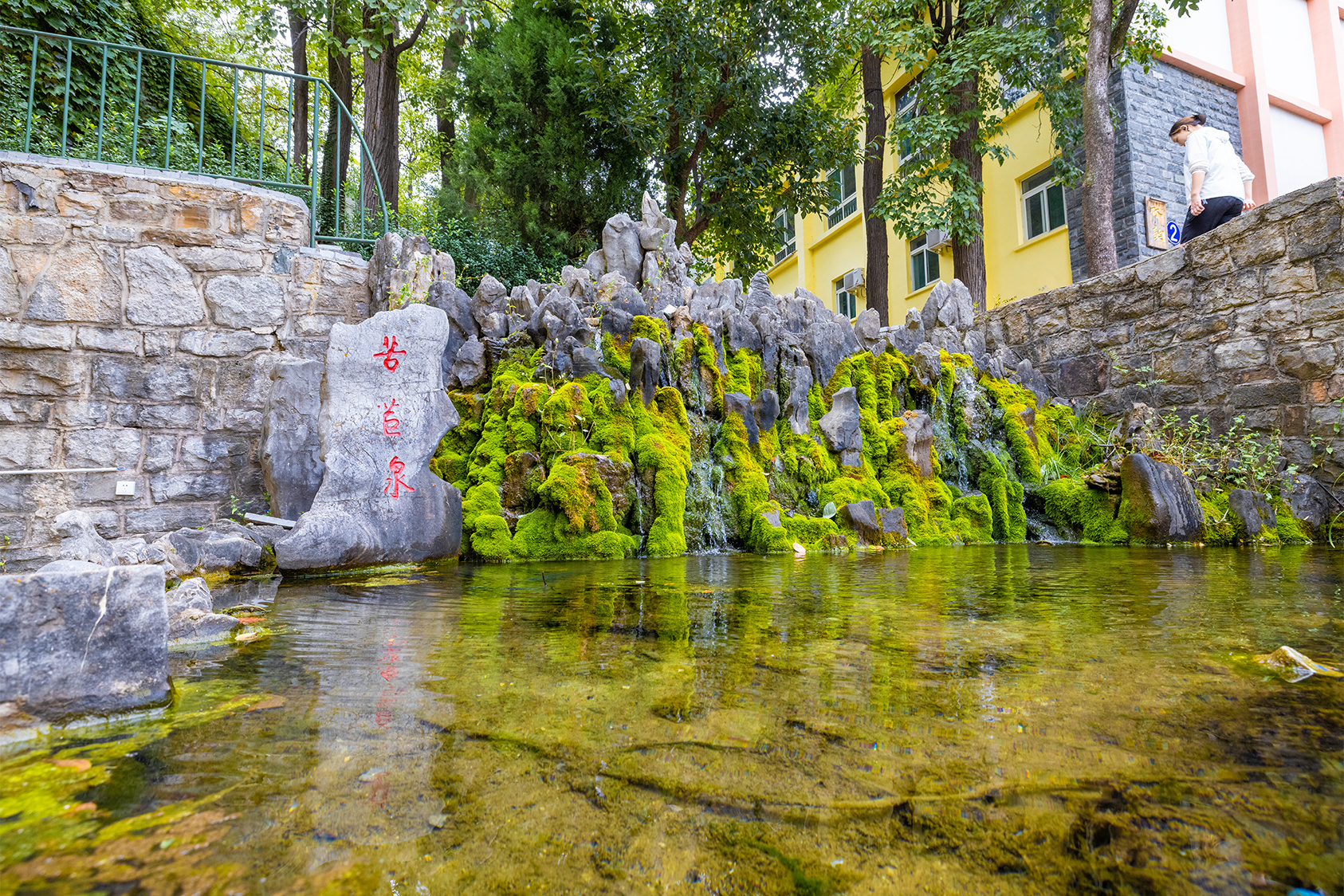 山东好景|泠泠苦苣泉 秋日好去处