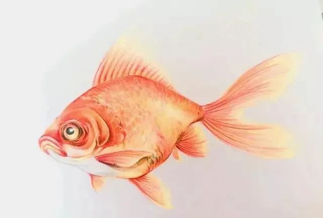 手把手教你画小金鱼丨彩铅教程
