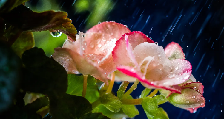 濛濛细雨与蒙蒙细雨的区别