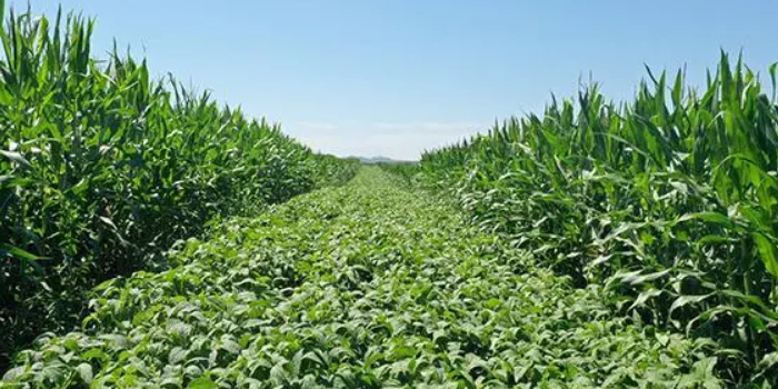 新型玉米套种大豆的种植方式