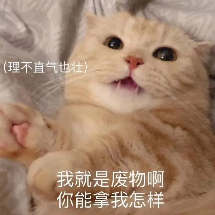 网红猫咪|橘猫沙梨&佳佳表情包 第二十二弹