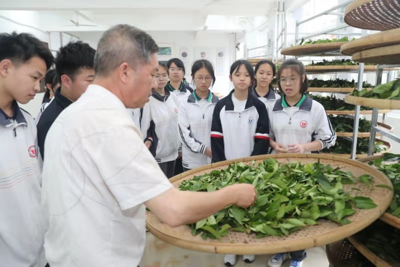 福建:武夷山 手工制茶上课堂 茶乡教育更出彩