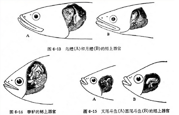 鱼鳃原理图片