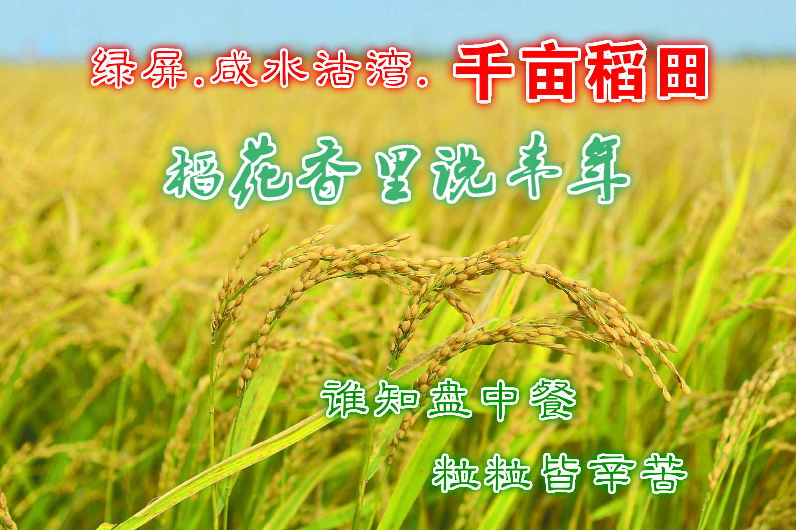 阳光也不晒,可以沿着田埂,走上一大圈 感受下"稻花香里说丰年"的欣喜