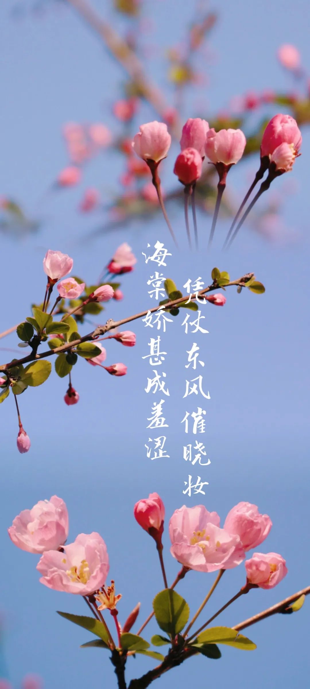 南昌大学的"花样年华"