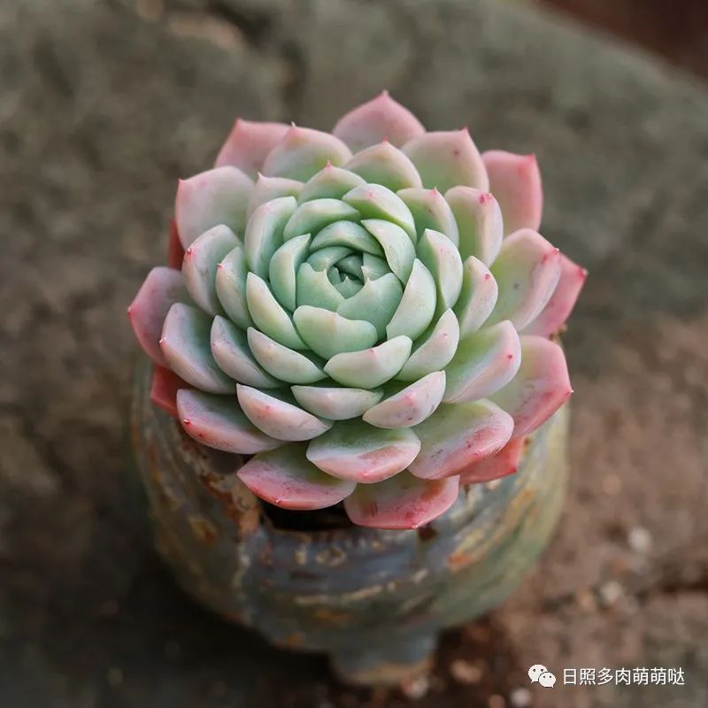 喜欢多肉植物的你,选这5种月影系美女不会有错,一个比一个漂亮