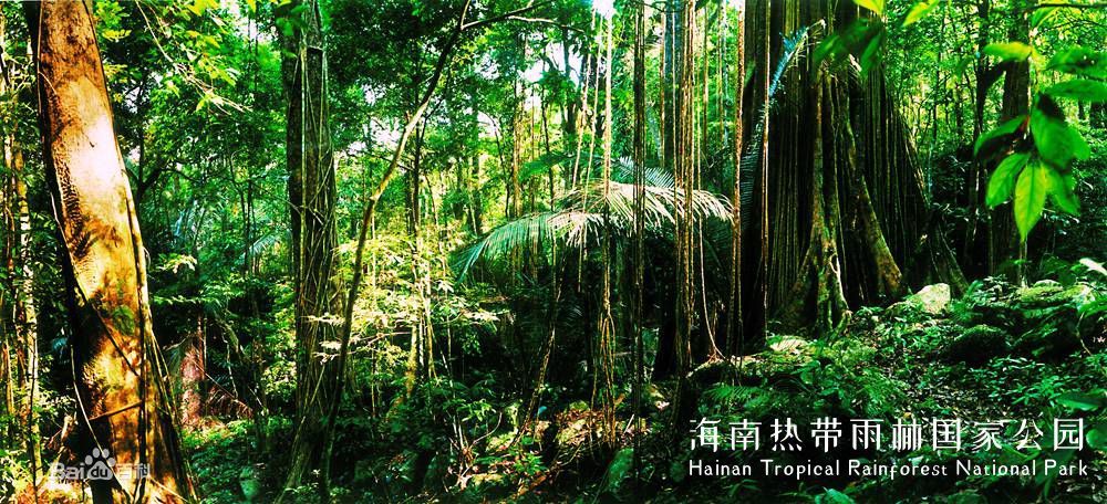 海南热带雨林国家公园正式设立