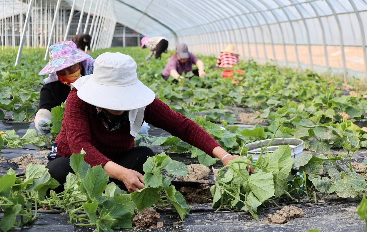 安徽霍邱 果蔬大棚架起乡村振兴梦