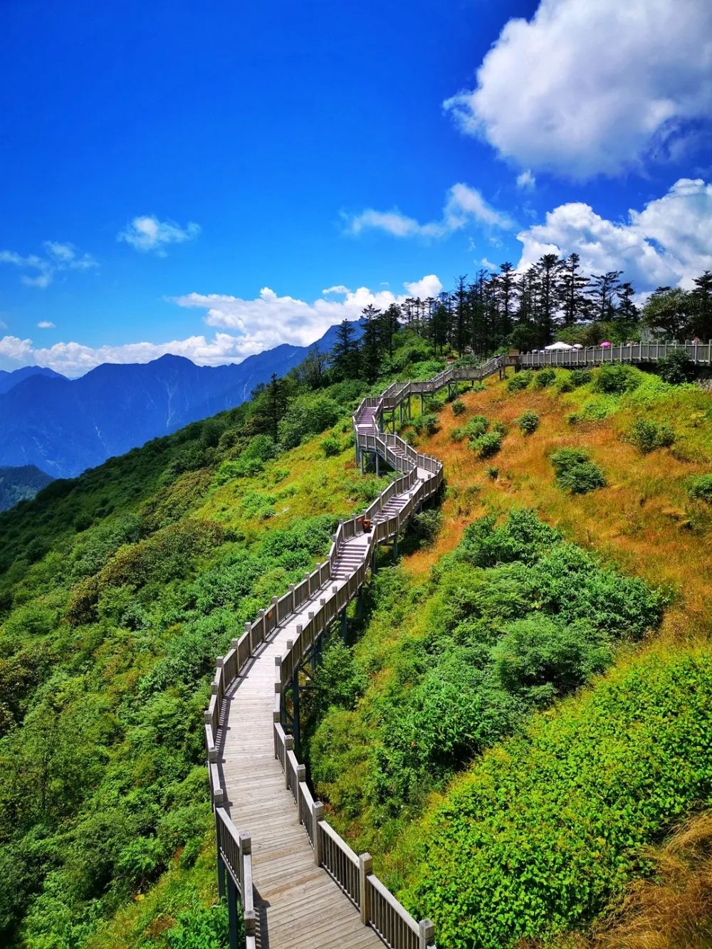 波哥帶你看世界:世界自然遺產四川大熊貓棲息地(西嶺雪山),野生大熊貓