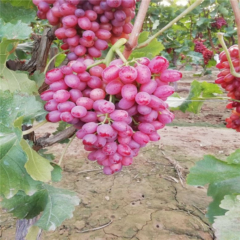 无核白葡萄苗 品种果穗大整齐 设防草布 口感甜 颜色光泽亮丽